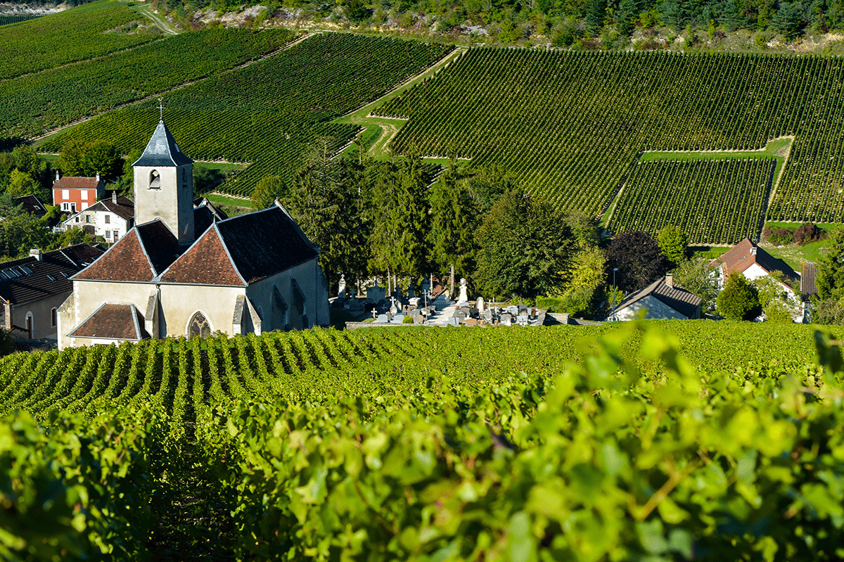 Champagne Vineyards in France - tour to france - expat explore