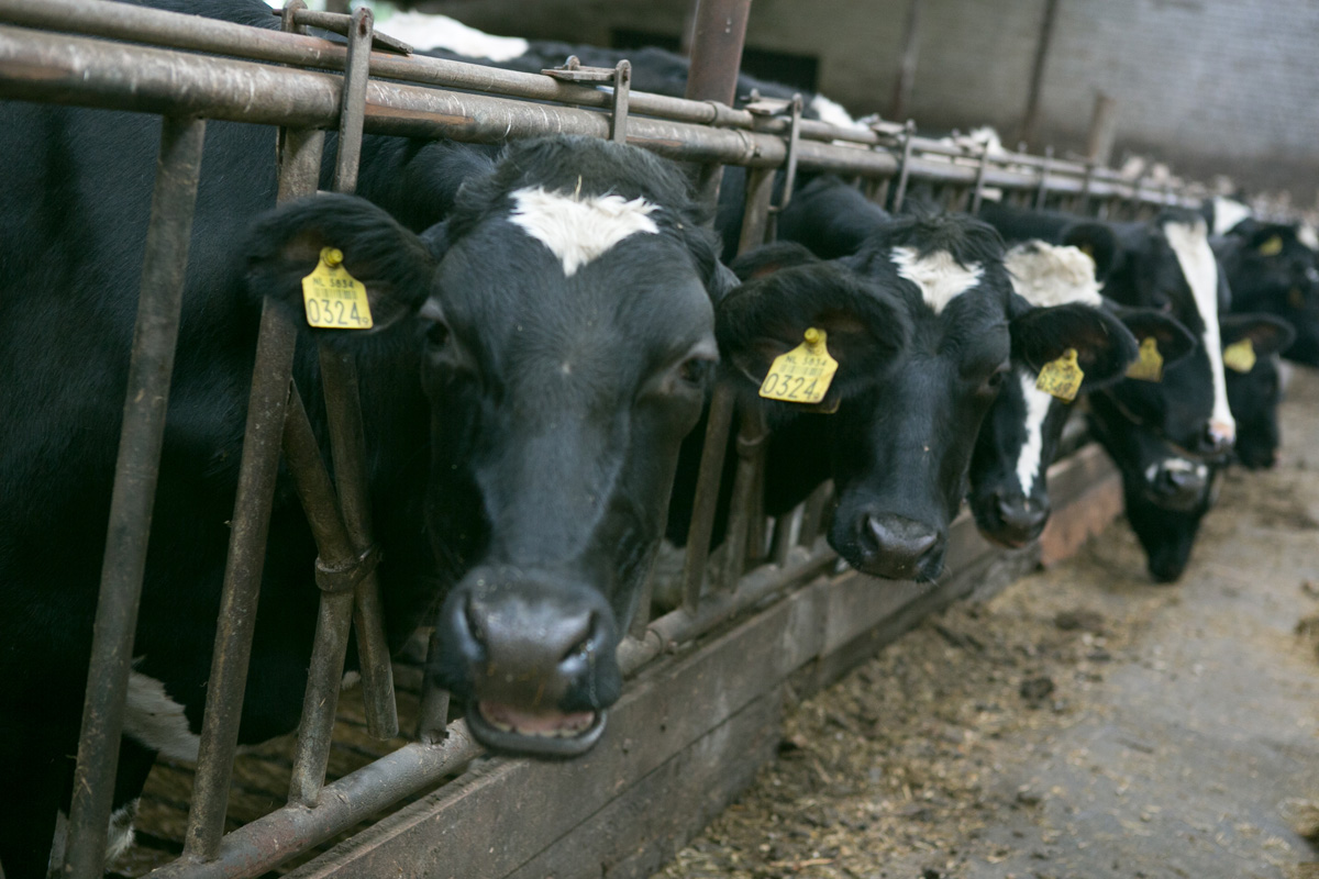 Clara Maria cattle in the barn!