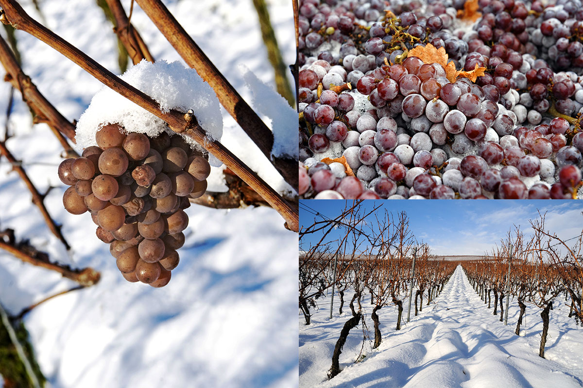Ice wine Grapes, Rhine Valley