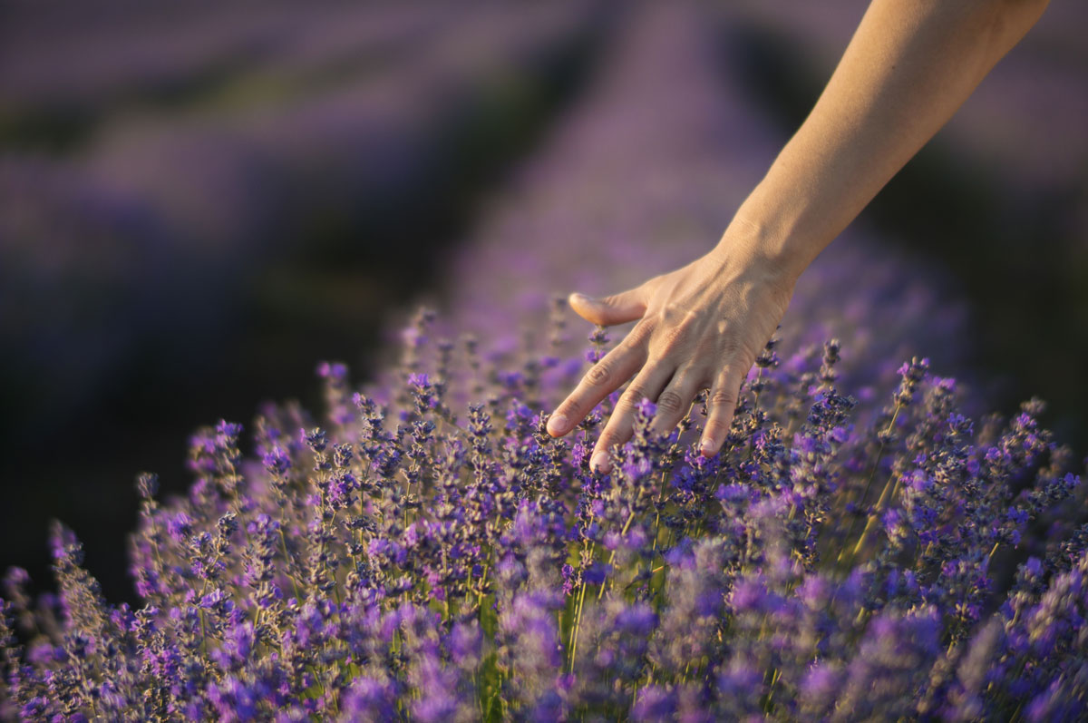 A travel highlight in France: Discover the history of French perfume