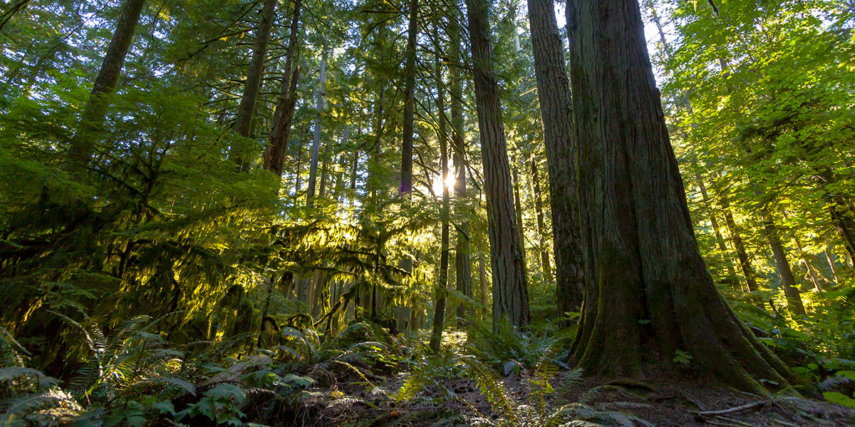 Cathedral Grove_Vancouver Island_ExpatExploreTravel