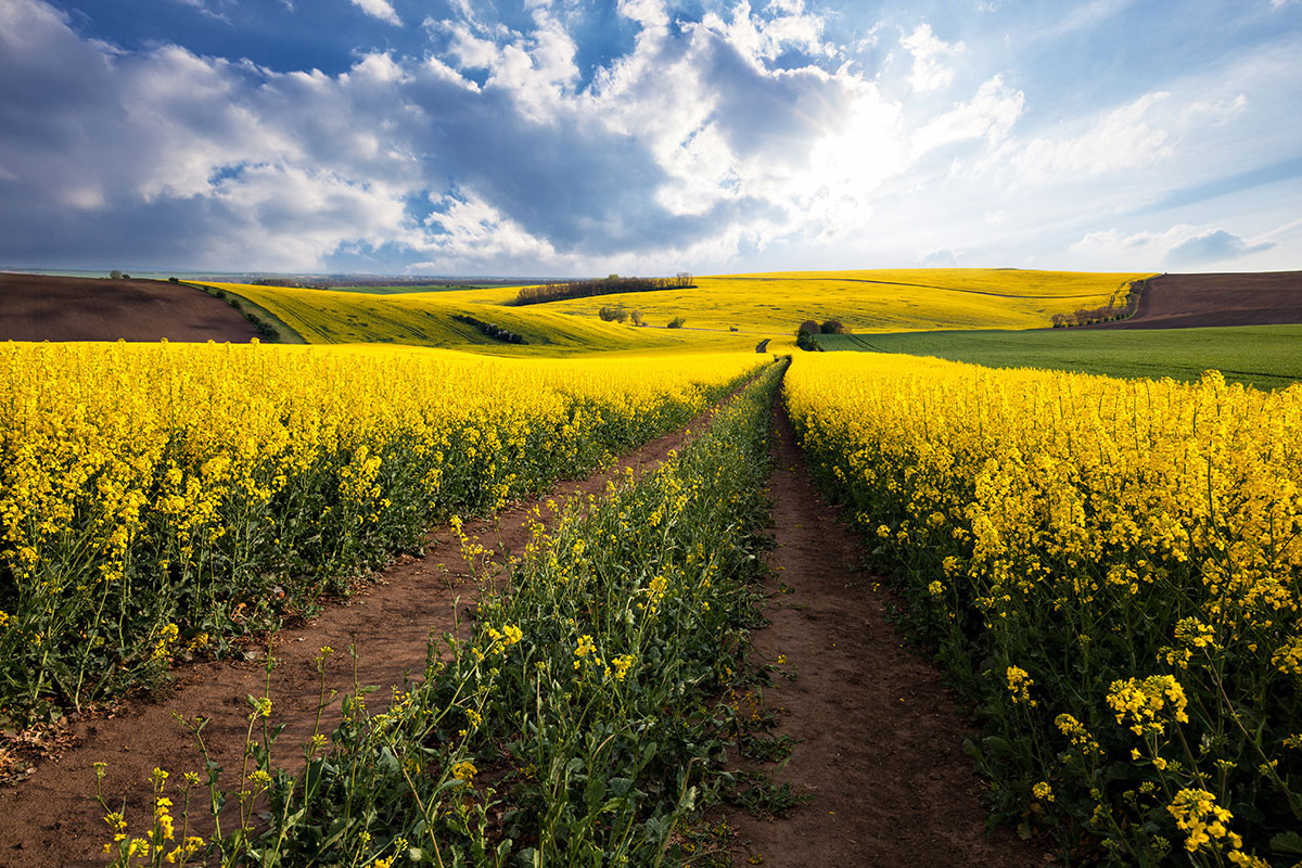 CanolaFields_Namaqualand_SA_ExpatExplore