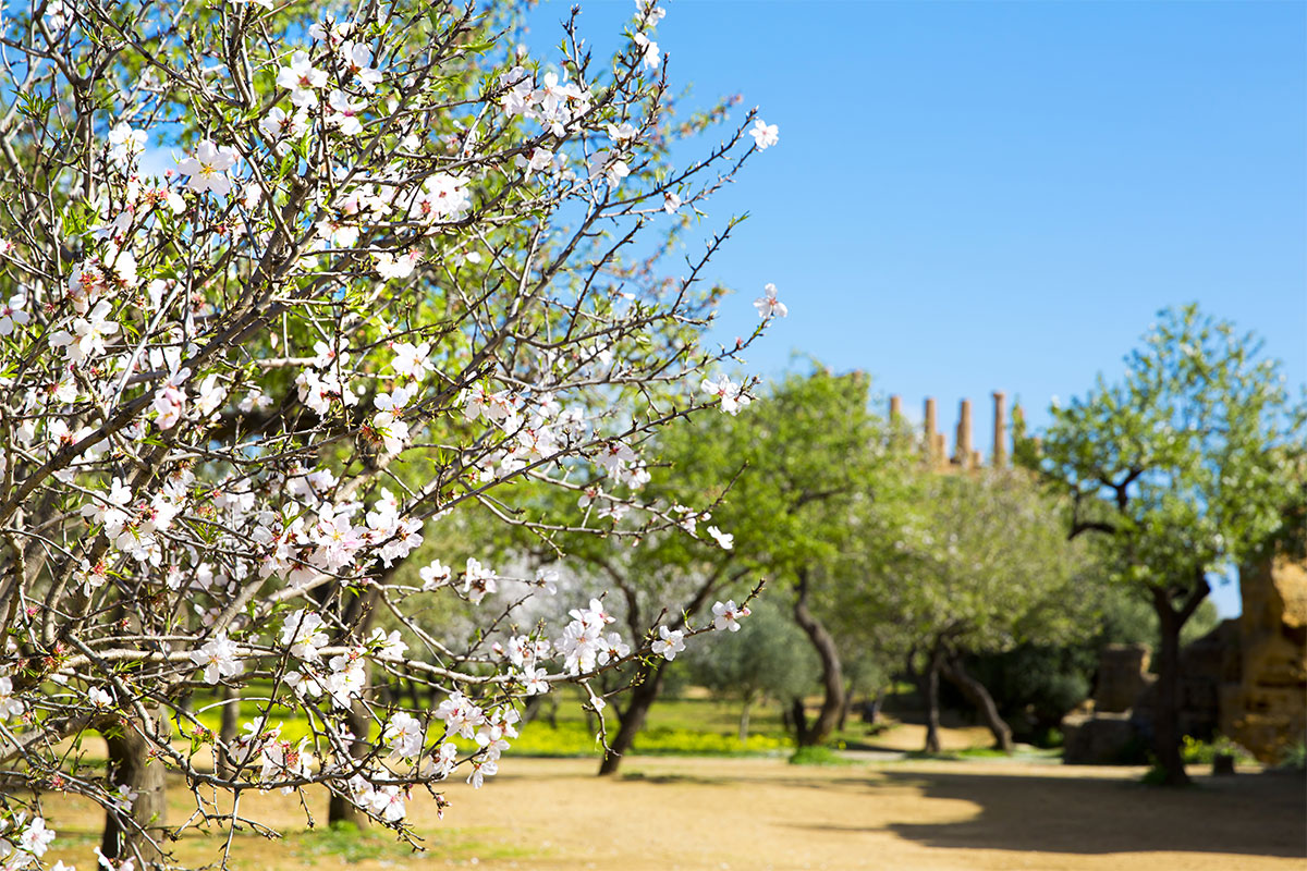 Almond Blossoms in Agrigento, Sicily