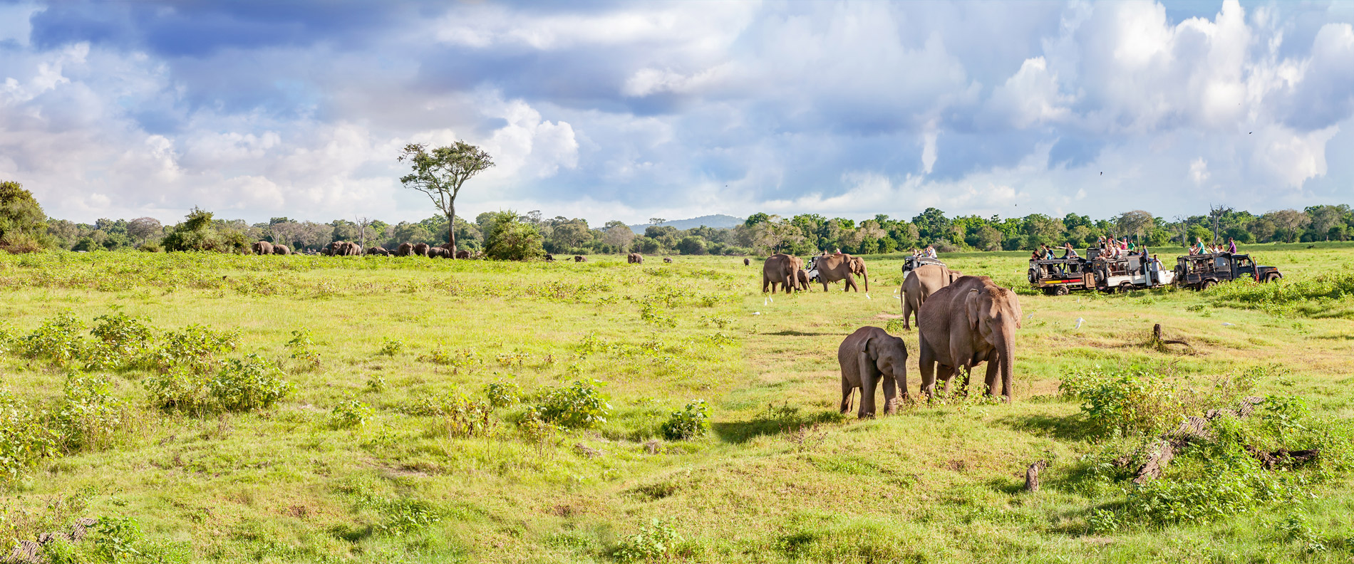 Spotting elephants on safari, South Africa