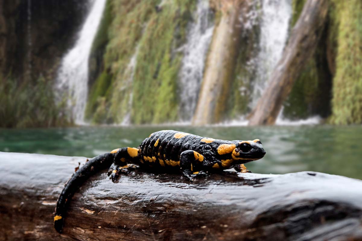 Salamander seen in its natural habitat in Plitvice Lakes, Croatia