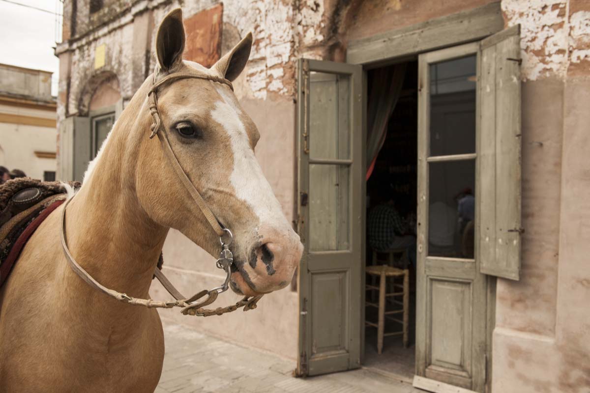 Beautiful horse ready for an adventure
