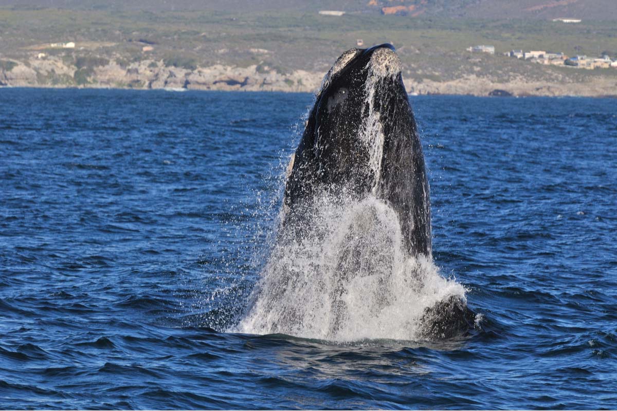 Whale watching in Hermanus, South Africa