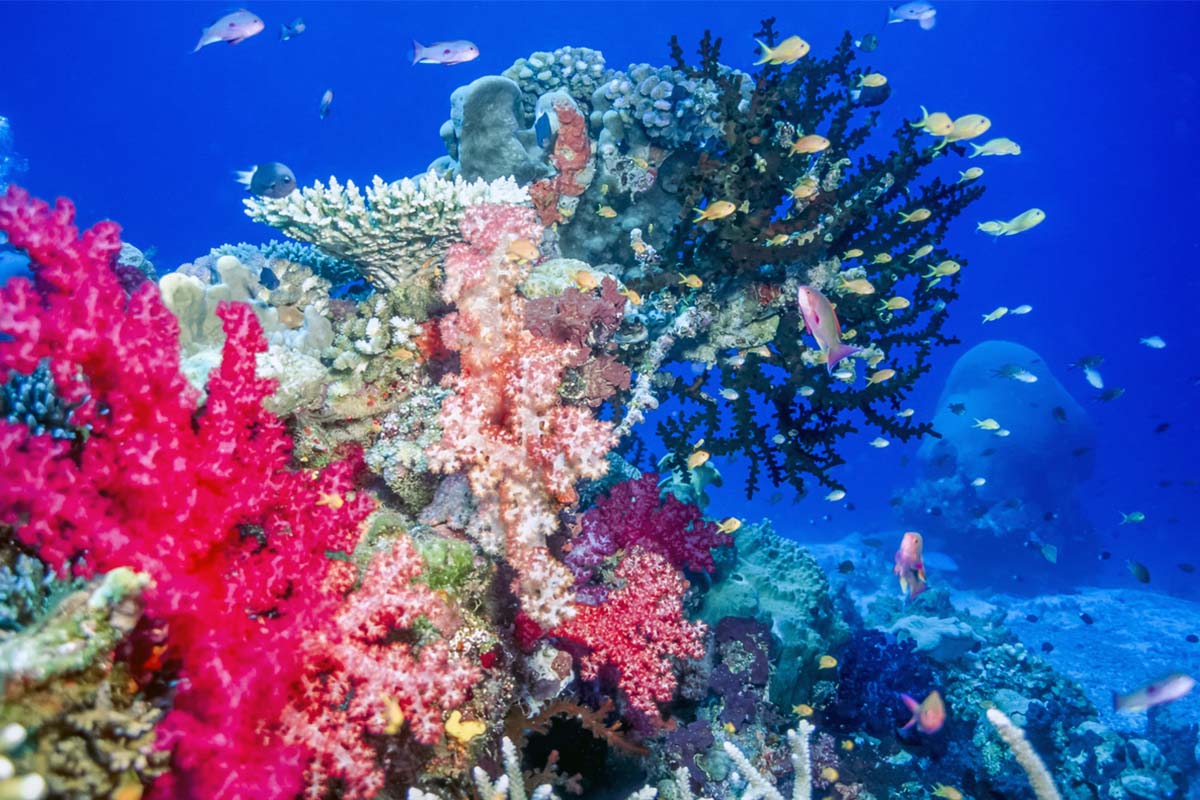 Coral reef at Taveuni Island in Fiji