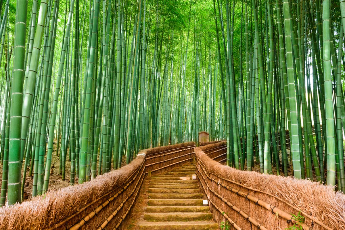 A bridge leading into the beautiful Arashiyama Bamboo Forest