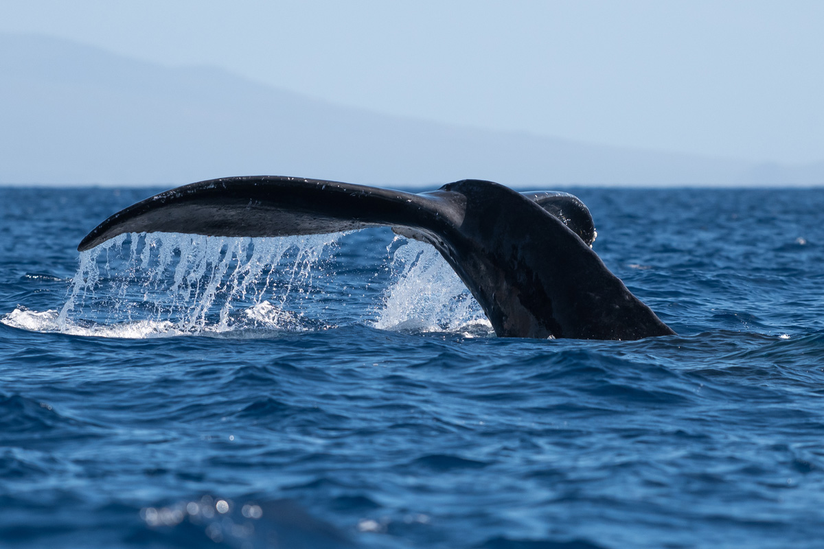 Humpback whale tail fluke. Hawaii, Maui