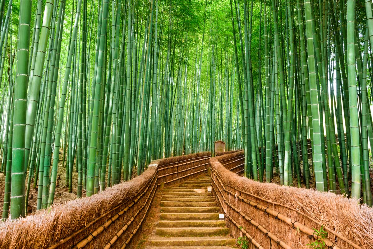 Bamboo forest at Arashiyama, Kyoto