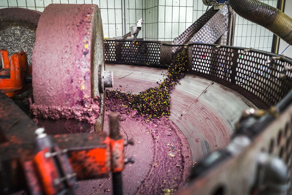 olive oil production