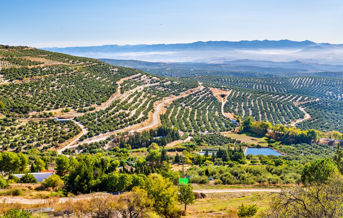 View of olive fields in Spain