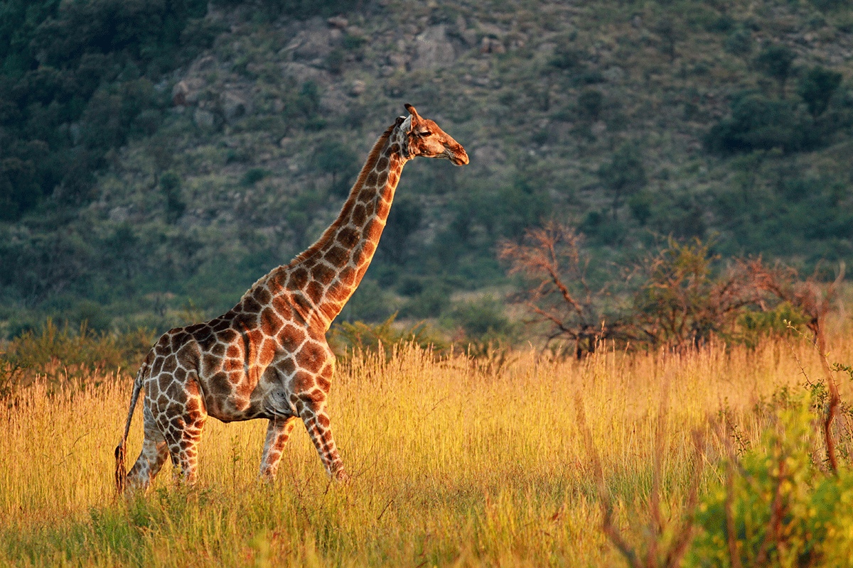 Giraffe walking in Pilanesberg - Expat Explore - South Africa