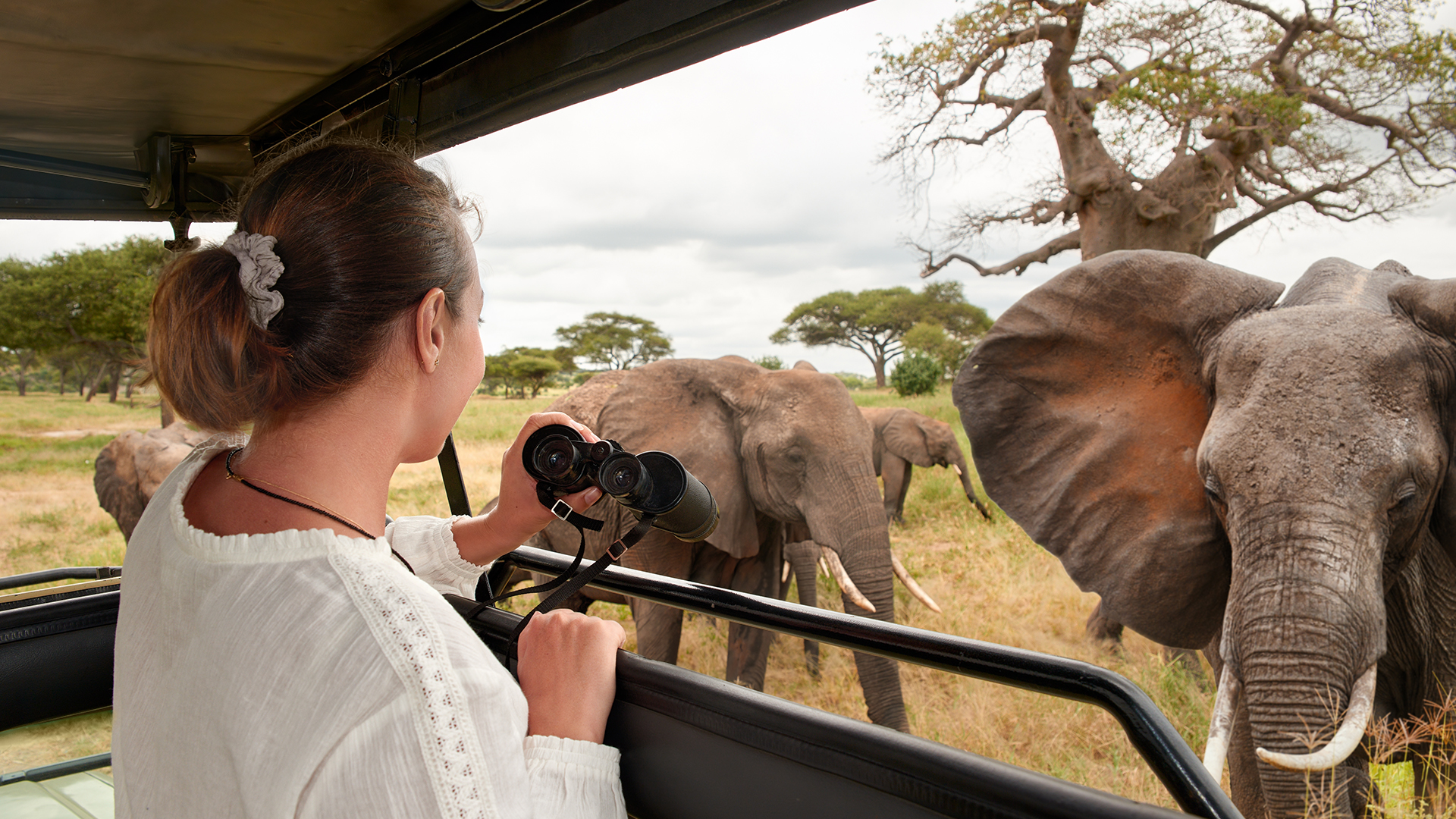 Safari elephants