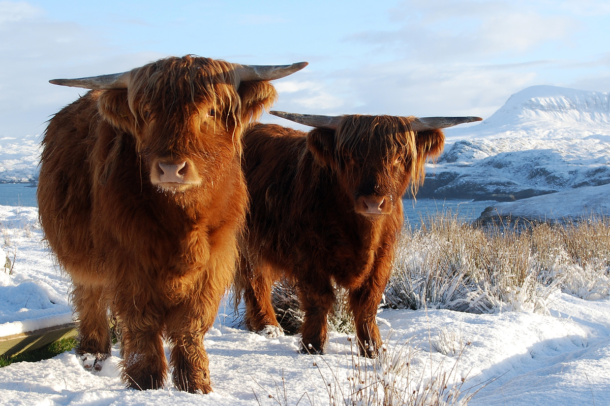 Two highland cows in Scotland standing in field of snow