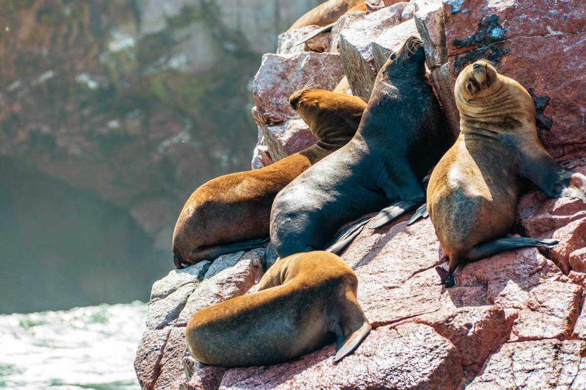 Sea Lions Ballestas Islands Peru South Americah