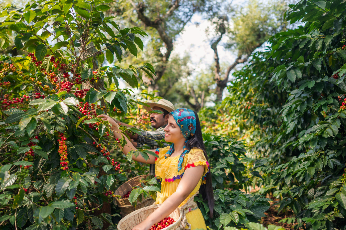 Farmers working on coffee farm in Costa Rica South America
