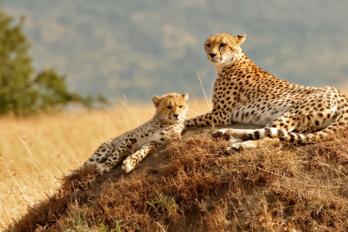 Cheetah seen on safari in Kenya International Women's Day