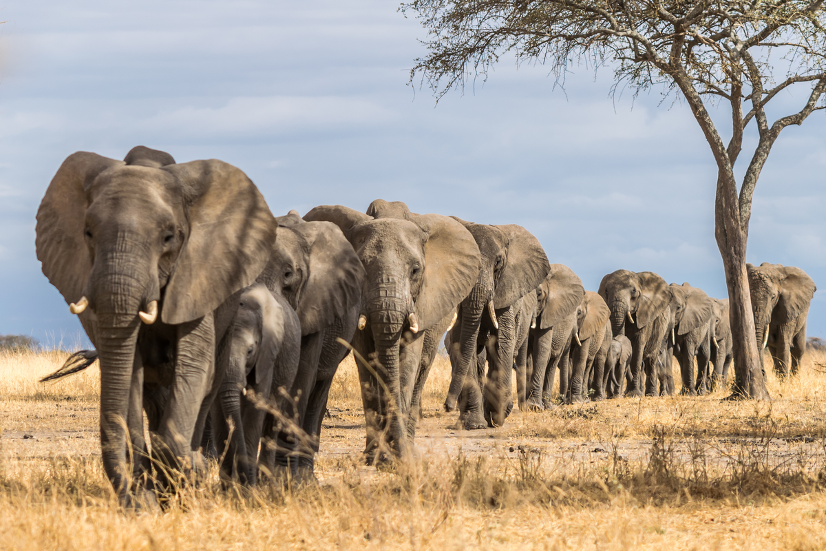 Herd of Elephants, Tanzania International Women's Day