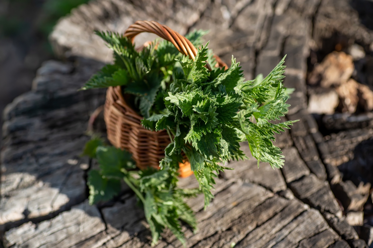 Basket of stinging nettles British Traditions