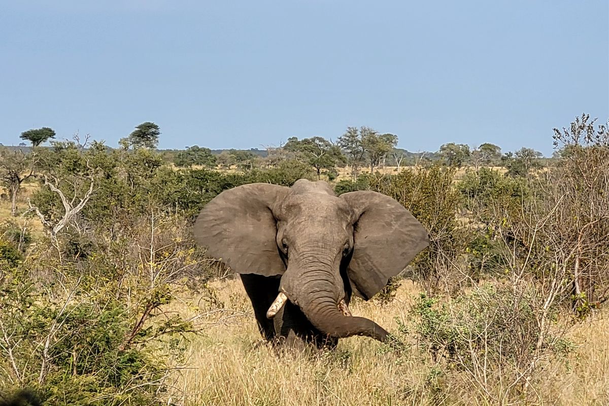 Kruger National Park, South Africa, travel buddy