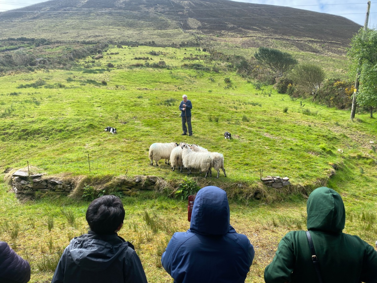 Sheepdog demonstration