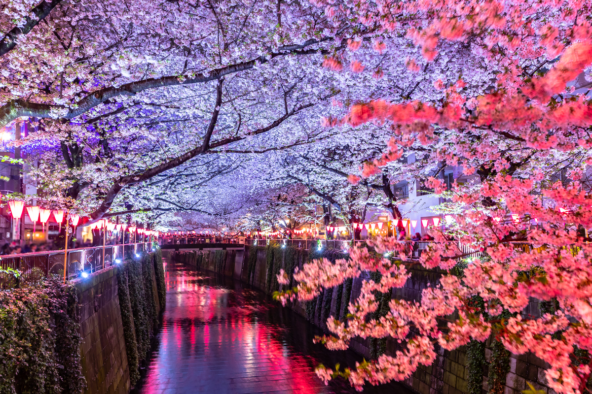 Cherry Blossoms during Hanami festivals in Japan