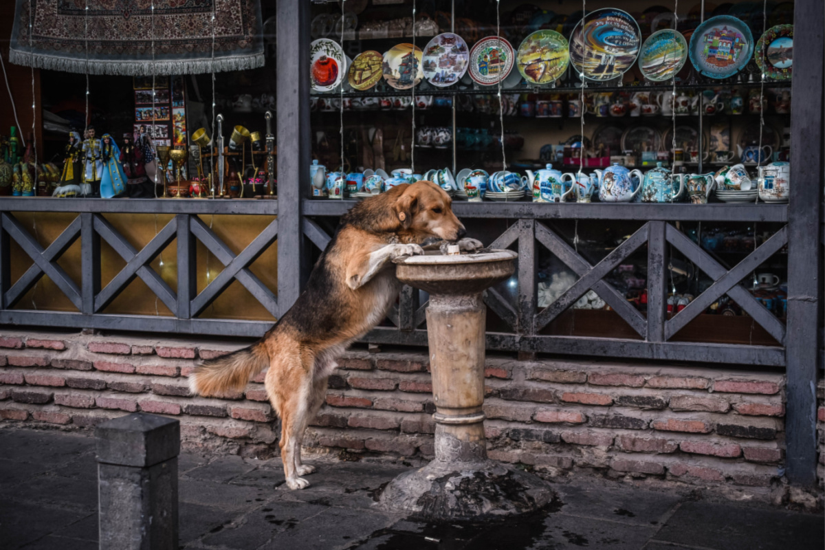 Stray dog, Tbilisi