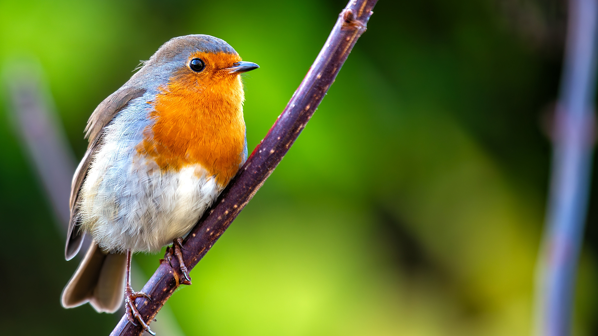 National bird's this world wildlife day, the European Robin (UK)