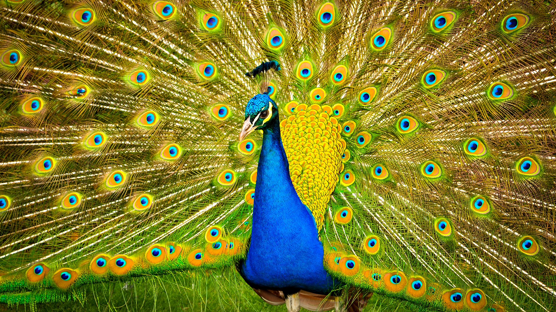 India - Peacock