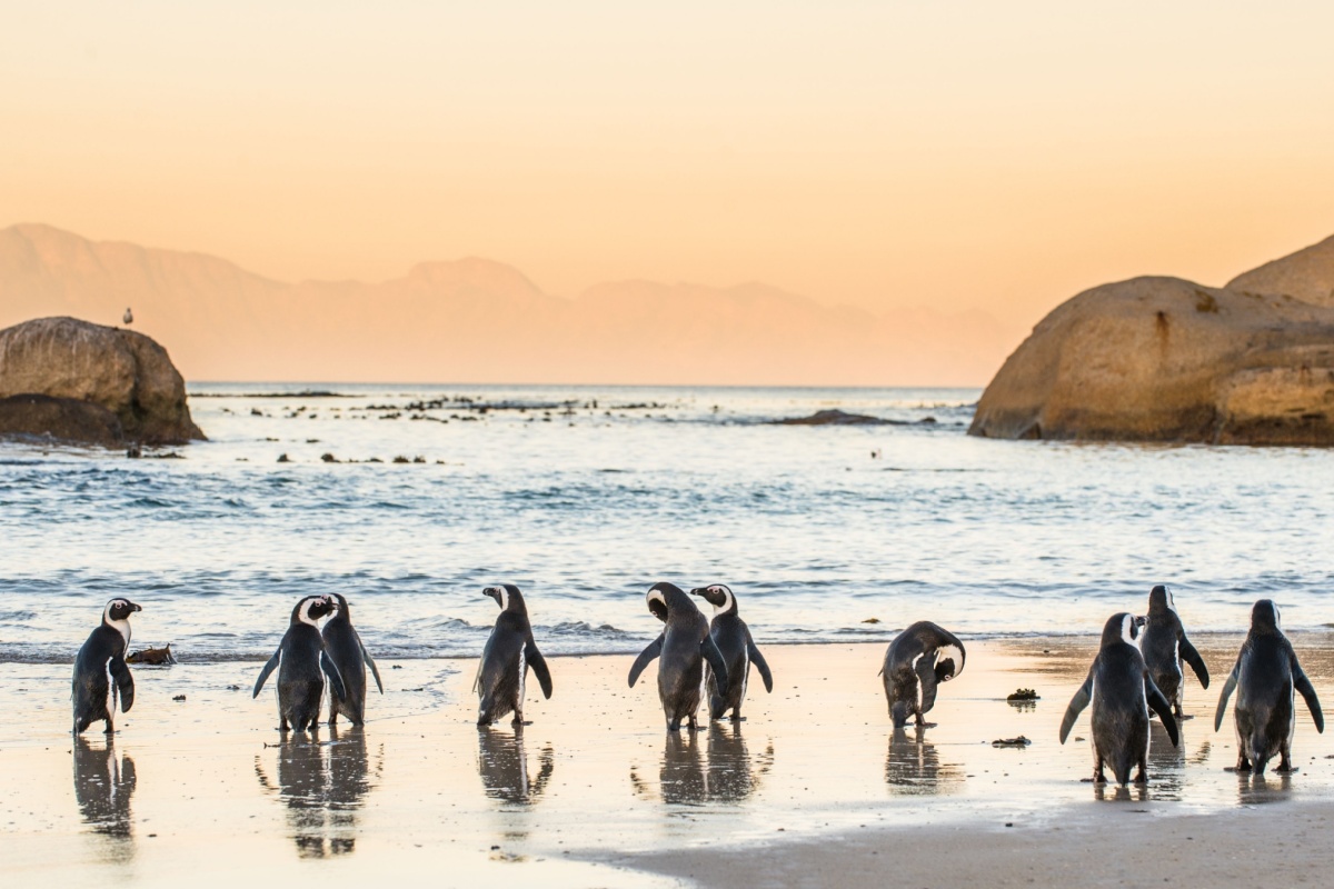 Cape Town travel guide - Boulders Beach