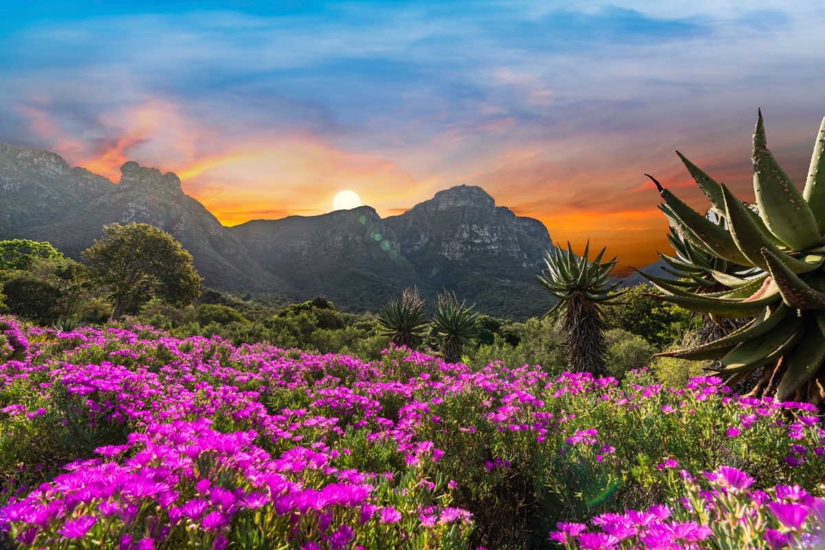 Cape Town travel guide - Kirstenbosch Gardens