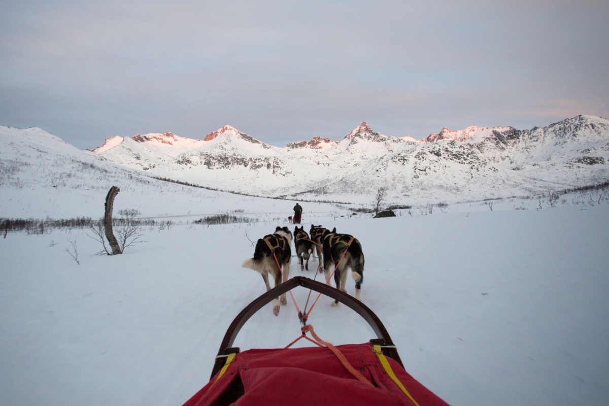 Dog sledding, Norway