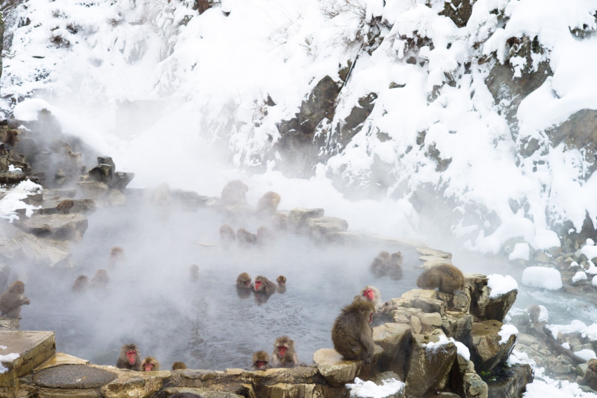 Japan Snow Monkeys, Jigokudani Monkey Park, Nagano