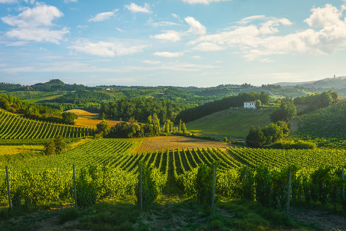 Tuscany vineyards, Italy